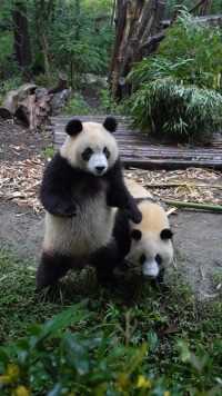 人形熊猫——润二狗#熊猫#熊猫能量社区