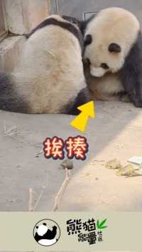 奇一：说最狠的话，挨最毒的打#熊猫#大熊猫奇一