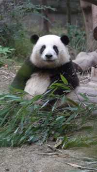 花花：小样儿，还不迷死你们#大熊猫和花#熊猫