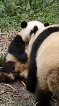 花花：谢谢工具熊#熊猫能量社区#大熊猫和花