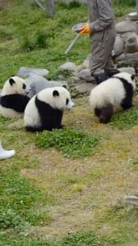 前方高能预警！“猛”兽咬人！#熊猫能量社区