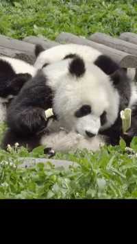 勤俭节约是中华民族传统美德，熊猫也学到了。#熊猫能量社区