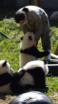 奶爸：叫你咬我屁股？#熊猫能量社区熊猫文化社区