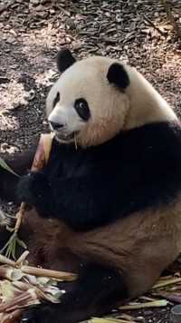 肉肉：又说我坏话！#熊猫能量社区