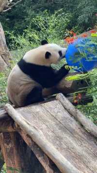 蓝球：救救我吧！#熊猫能量社区