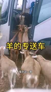 看到这一幕，羊回家的时候，既然有专送车😂 源起生态养殖场