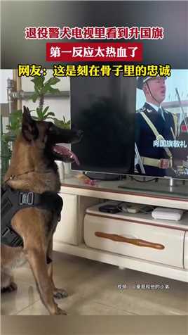 退役警犬电视里看到升国旗，第一反应太热血了