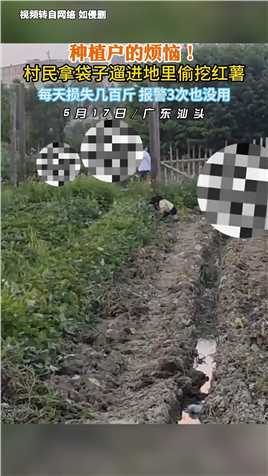种植户的烦恼！村民拿袋子遛进地里偷挖红薯.