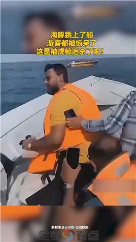海豚跳上了船，游客都被惊呆了，这是被虎鲸追杀了吧！