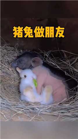 真没想到小猪与兔子成朋友了