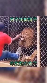  男子挑衅狮子，手被咬成啥样了！