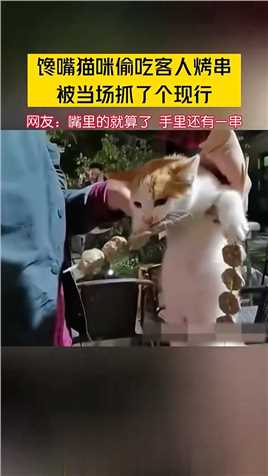 馋嘴猫咪偷吃客人烤串 被当场抓了个现行