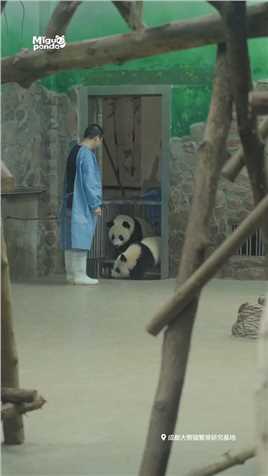 . 熊猫宝宝的耳朵呼扇呼扇，好像要起飞了 #熊猫