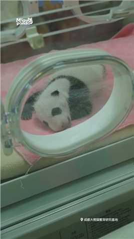 熊猫基地新生幼崽首次展出 咱就是说，这毛茸茸的也太可爱了吧！#熊猫 
