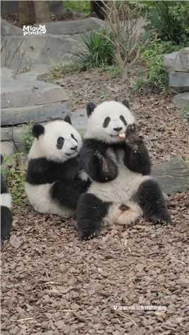 想吃苹果的小朋友请举手 #熊猫 
