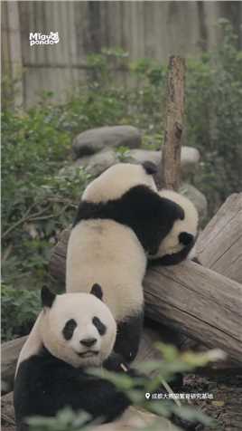 绩丽：你看我这当妈的容易吗 #熊猫