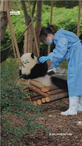 北辰是有点子反骨在身上的 #熊猫