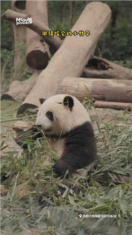花花：有一个欠登弟弟是种什么样的体验#大熊猫
