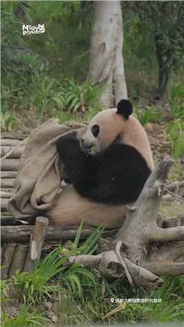 . 熊猫喜欢什么颜色的麻袋终于有答案了