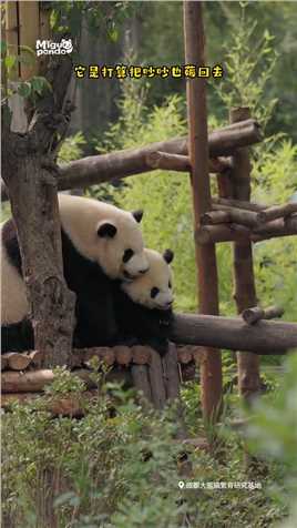  夏天的大熊猫们都在干嘛 #熊猫 