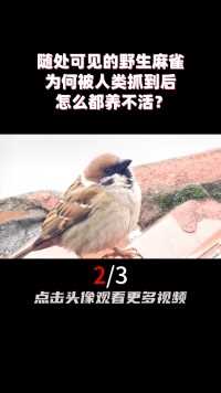 随处可见的野生麻雀，为何被人类抓到后，怎么都养不活？ (2)