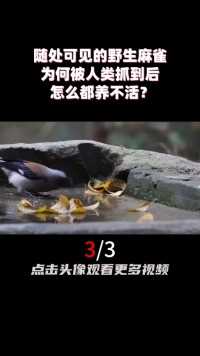 随处可见的野生麻雀，为何被人类抓到后，怎么都养不活？ (3)