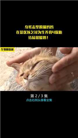 身残志坚的猫妈妈，在景区以乞讨为生养育4保胎，结局让人暖心！#猫#动物#动物救助 (2)