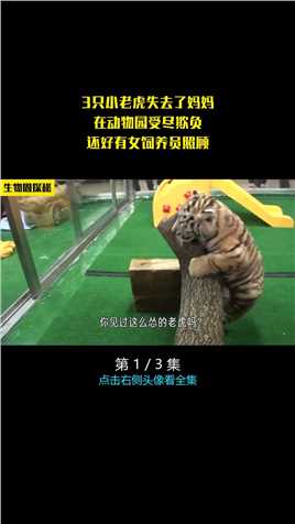 3只小老虎失去了妈妈，在动物园受尽欺负，还好有女饲养员照顾！#老虎#动物#来安利纪录片 (1)