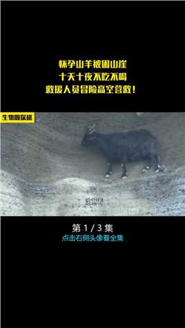 怀孕山羊被困山崖，十天十夜不吃不喝，救援人员冒险高空营救！#山羊#动物救助#来安利纪录片 (1)