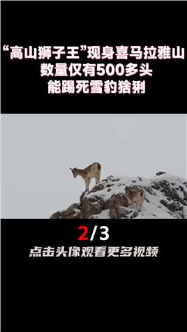 “高山狮子王”现身喜马拉雅山，数量仅有500多头，能踢死雪豹猞猁 (2)