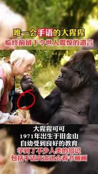 世界上唯一会手语的大猩猩！临终前留下令人类震惊的遗言！