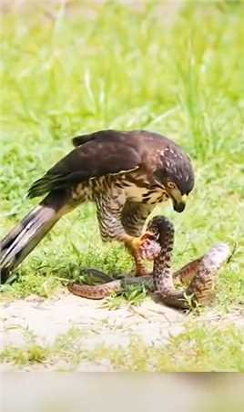 鹰隼捕杀毒蛇动物世界奇妙的动物万物皆有灵性神奇的大自然科普蛇毒蛇鹰鹰隼