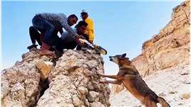 印度三哥野外遭遇野狼袭击，就是躲在山坡上，野狼也不放过你们动物篇动物袭击人类