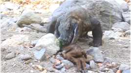 科莫多巨蜥竟不到5秒就生吞了一只山羊，这太不科学了！#科莫多巨蜥#神奇的大自然#野生动物#奇妙的动物