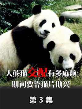 全网最敷衍母爱，熊猫妈妈成大带娃只有一个原则，孩子活着就行#大熊猫#国宝#神奇动物#熊猫成大#科普知识#