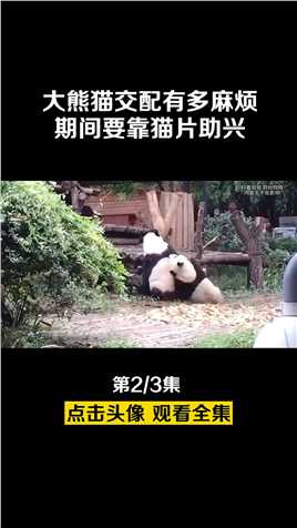 大熊猫交配有多麻烦？不仅发情期只有三天，期间还要靠猫片助兴#大熊猫#国宝#神奇动物#熊猫成大#科普知识
