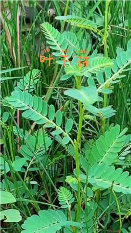 中医药文化之首#中药本草植物，叶下珠#看看你们那里还有吗.