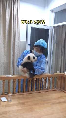 这个小朋友它急了#熊猫#大熊猫