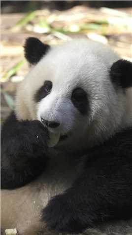 这是一只很特别的大熊猫#大熊猫#熊猫
