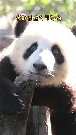 这里有一只骄傲的小可爱#熊猫#大熊猫