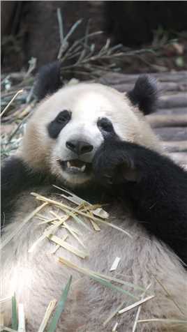 这只熊猫也叫花花？#熊猫