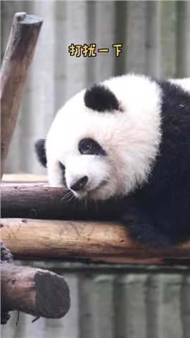 这里有个小可爱要打扰您一下#熊猫#大熊猫