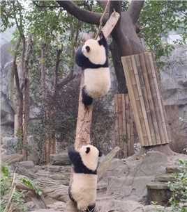这是两只灵活的胖子#春节我在岗#大熊猫