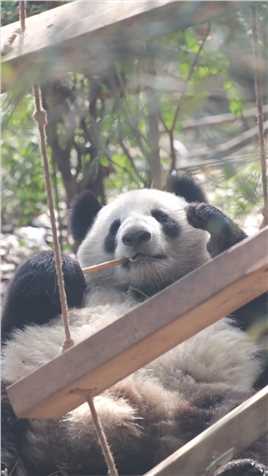 这么听话的熊猫你见过吗？#熊猫#大熊猫