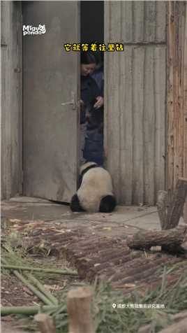 跟我一起唱，逃学威龙#熊猫#大熊猫#动物的迷惑行为