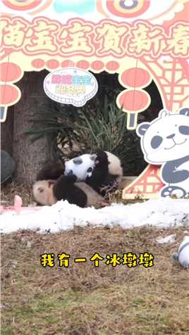 一时间不知道该羡慕谁#熊猫#大熊猫