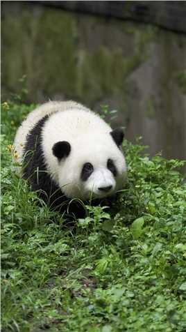 这就是你朝思暮想的熊猫么？#熊猫#大熊猫