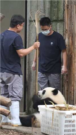 这只熊猫请你把账结一下#熊猫#大熊猫