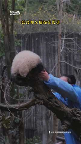 闹闹，你是懂“小鬼当家”的！#熊猫#大熊猫#动物的迷惑行为