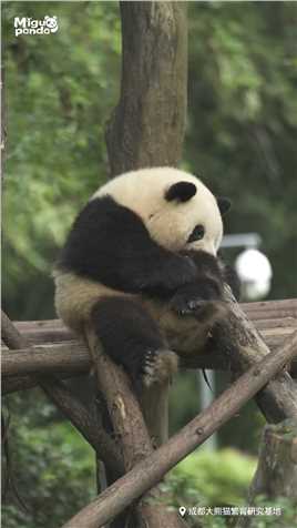 这只熊猫有点慢性子#熊猫#大熊猫